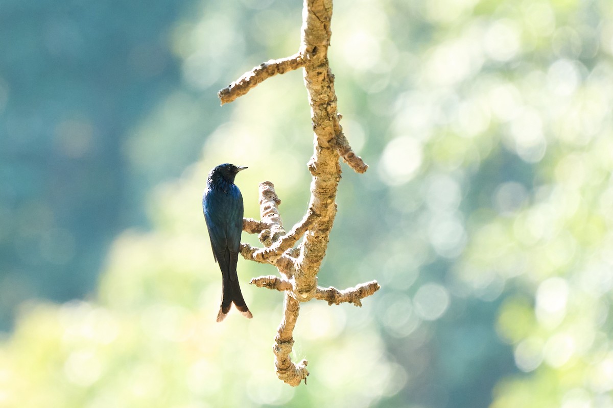 Bronzed Drongo - ML644255079