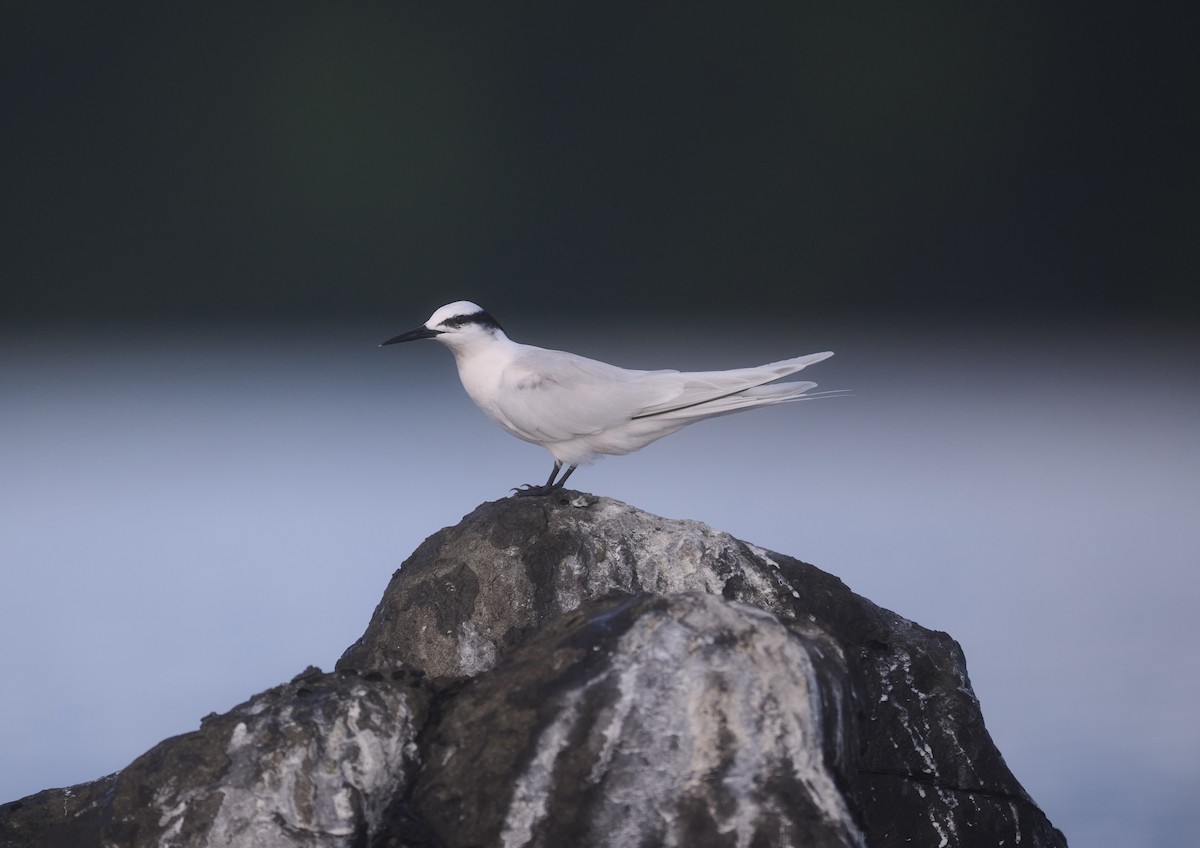 Black-naped Tern - ML644255092