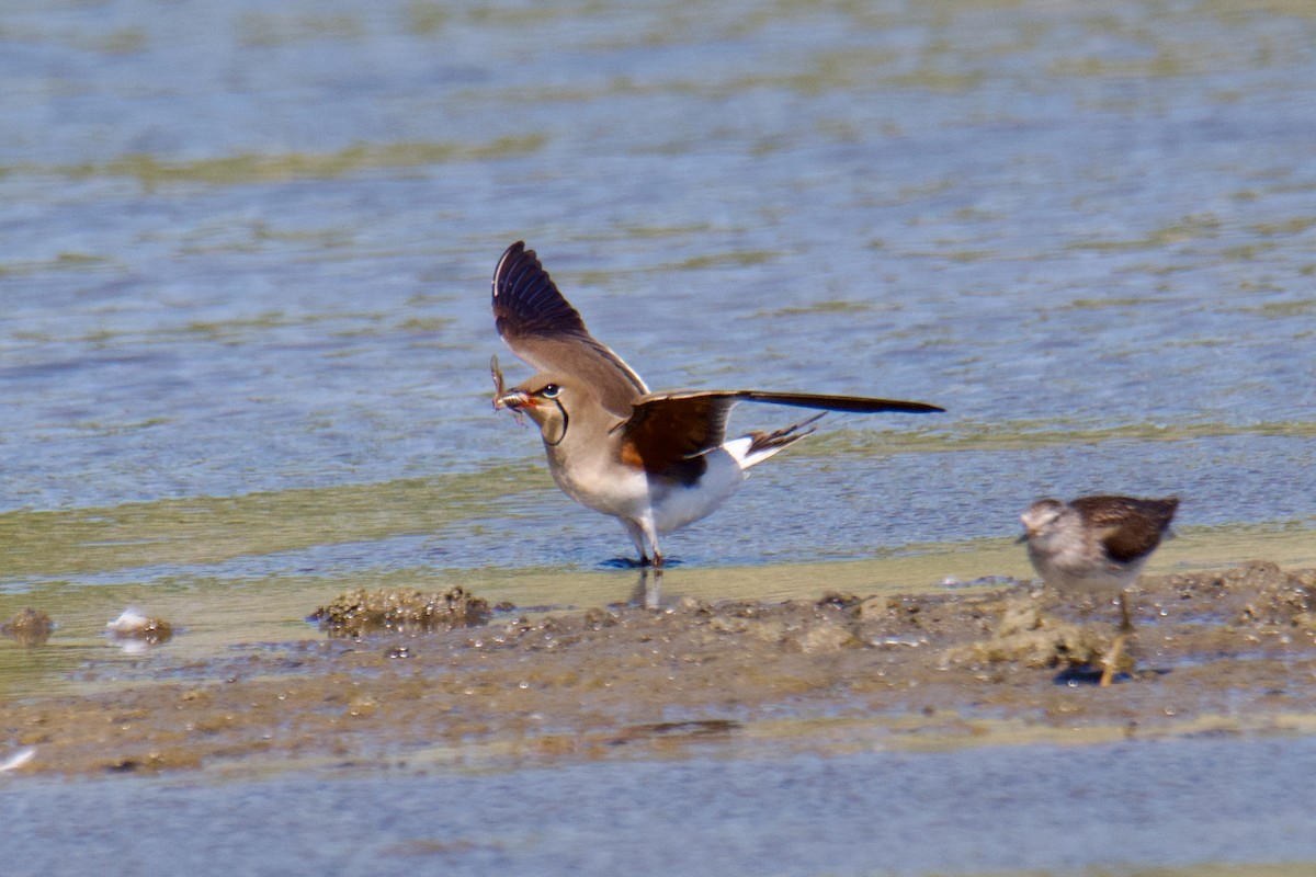 Collared Pratincole - ML644255095
