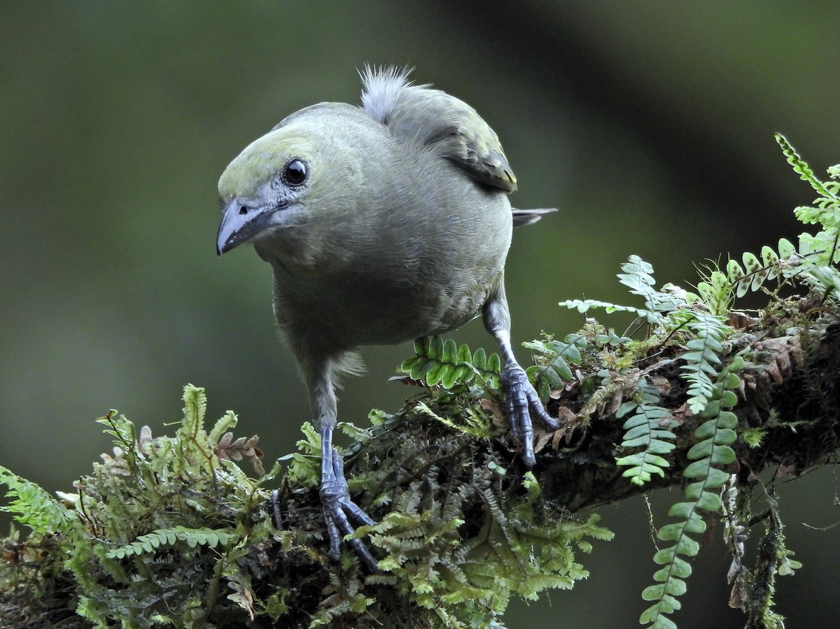 palmetanagar - ML644255117