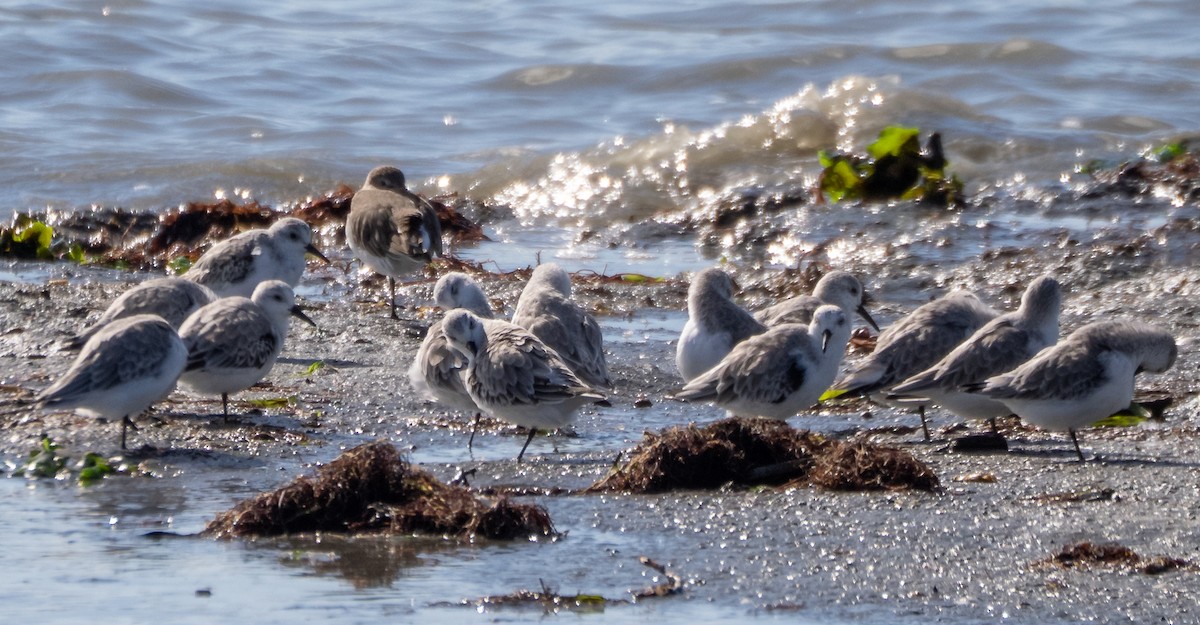 Txirri zuria - ML644255122