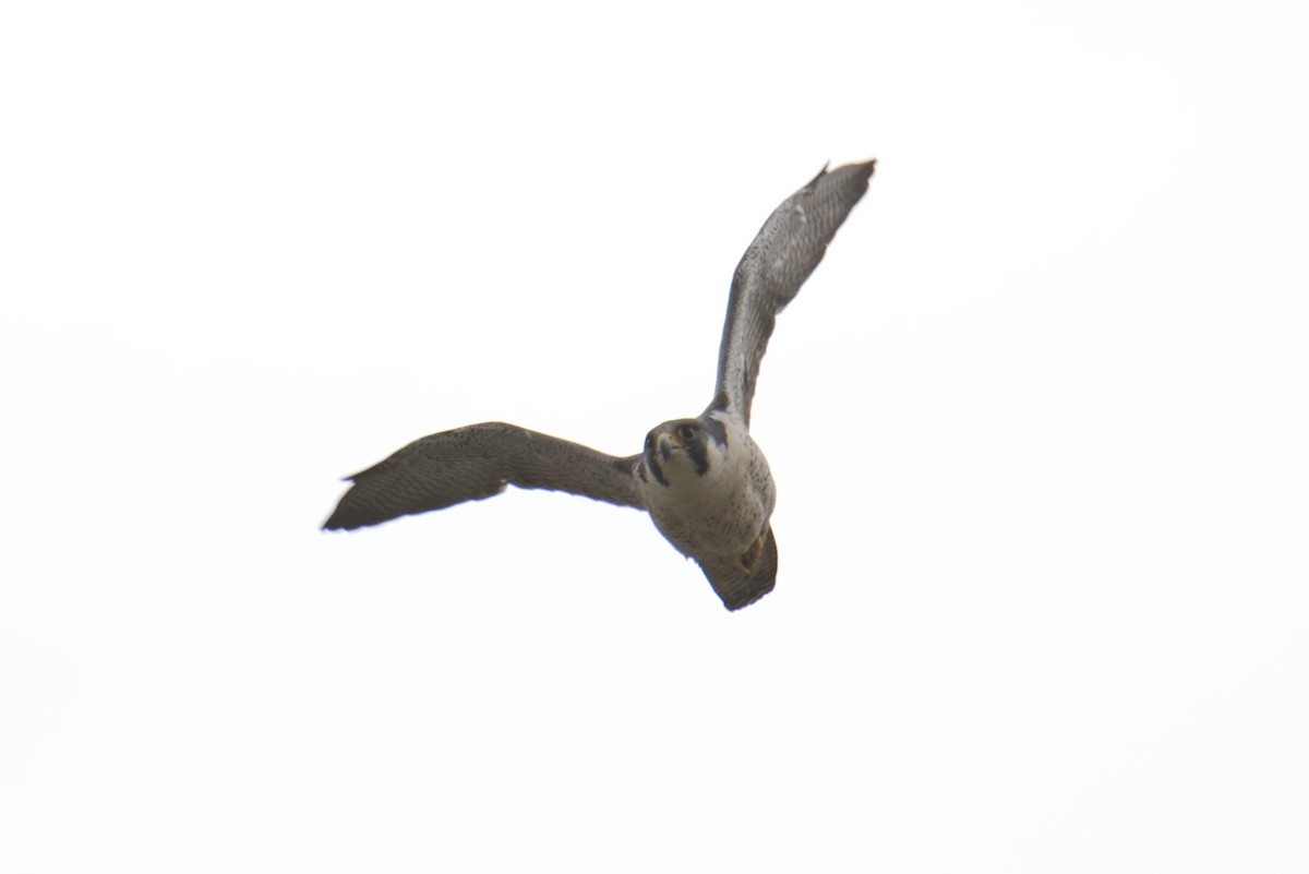 Peregrine Falcon - ML644255138