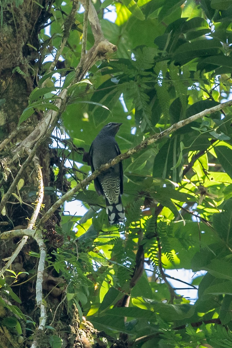 Kara Kanatlı Tırtılyiyen - ML644255139