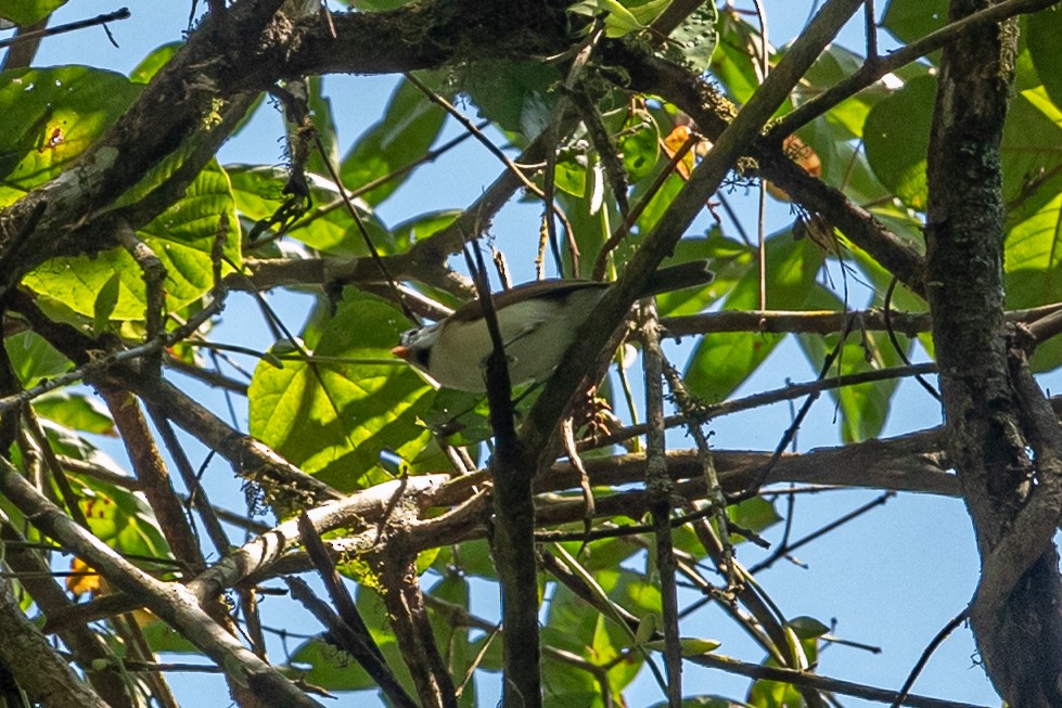 Gray-headed Parrotbill - ML644255142