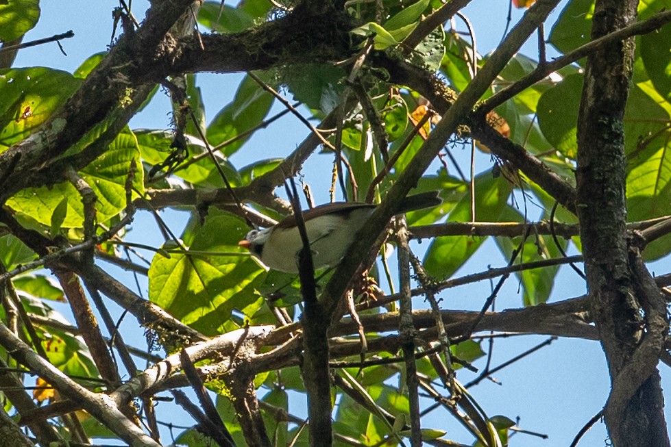 Gray-headed Parrotbill - ML644255143