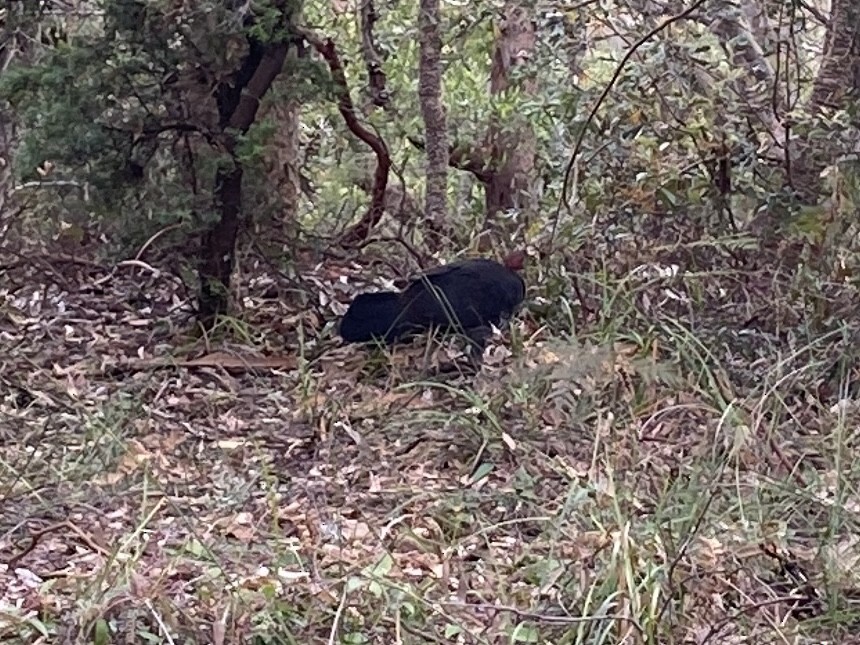 Talégalo Cabecirrojo - ML644255146