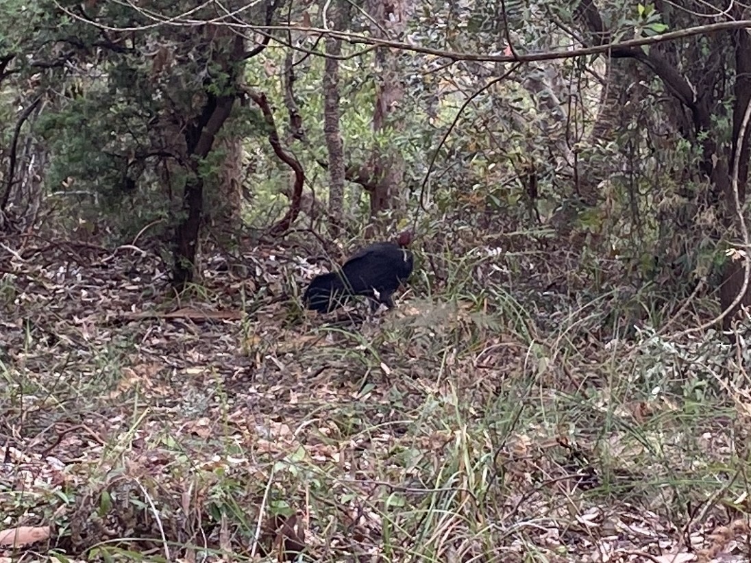 Talégalo Cabecirrojo - ML644255147