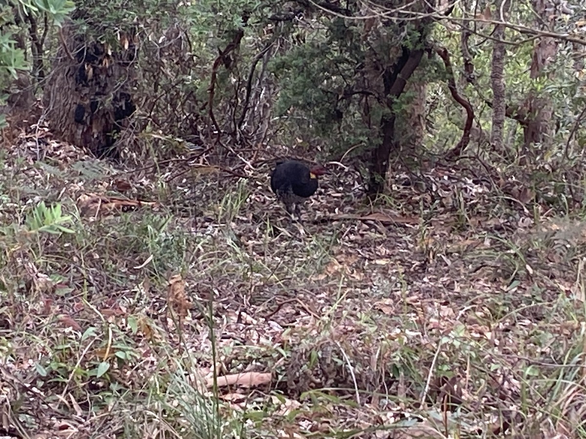 Talégalo Cabecirrojo - ML644255148