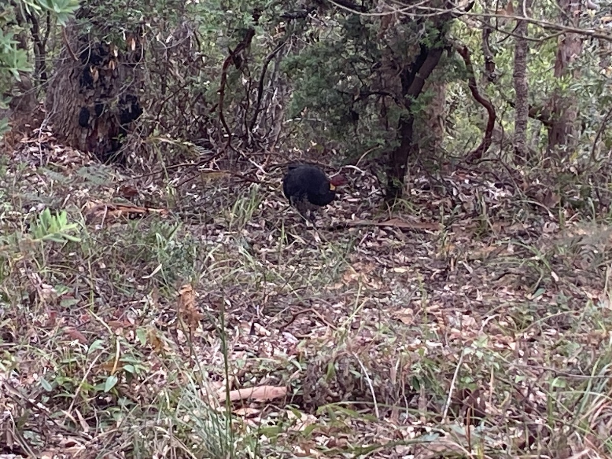 Talégalo Cabecirrojo - ML644255149