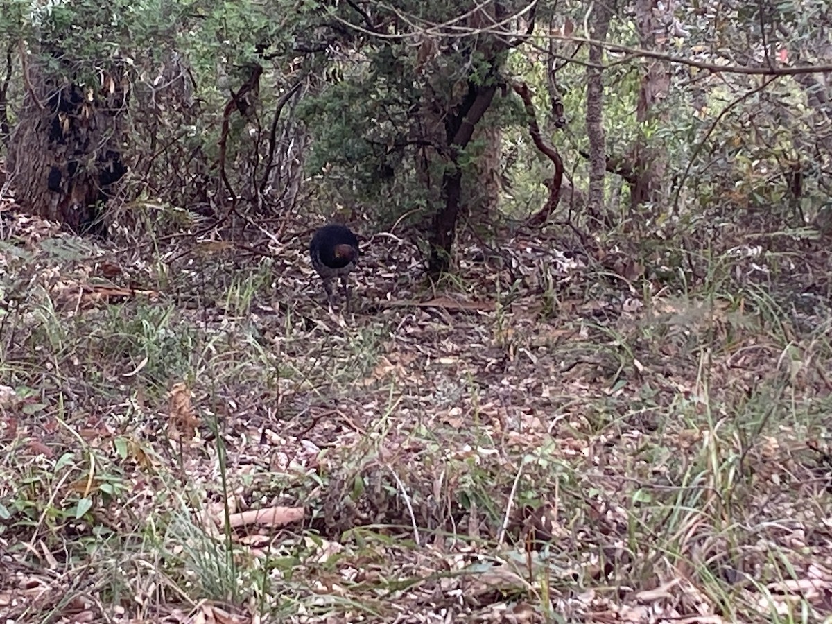 Talégalo Cabecirrojo - ML644255150