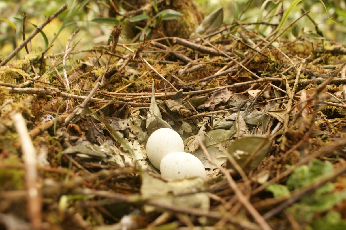 káně bělokostřečná - ML644255151