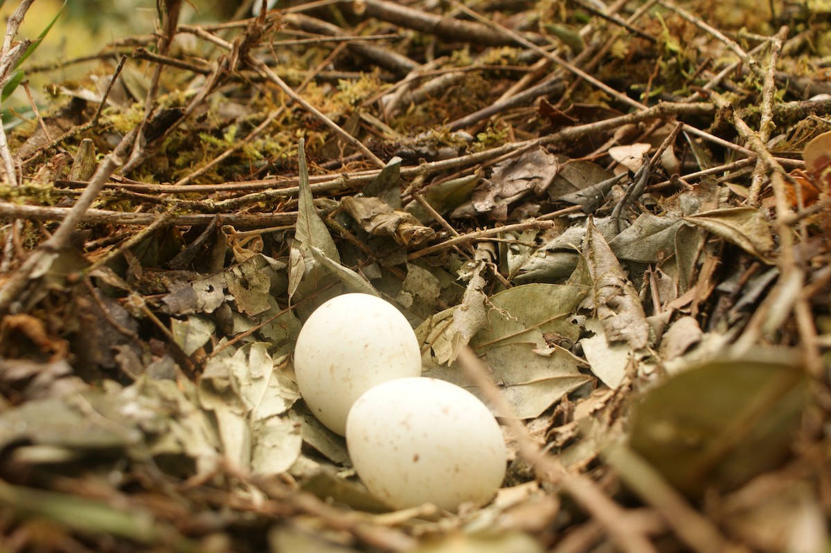 káně bělokostřečná - ML644255152