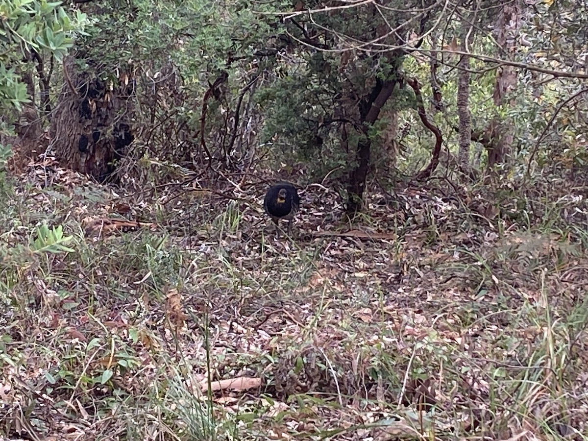 Talégalo Cabecirrojo - ML644255153