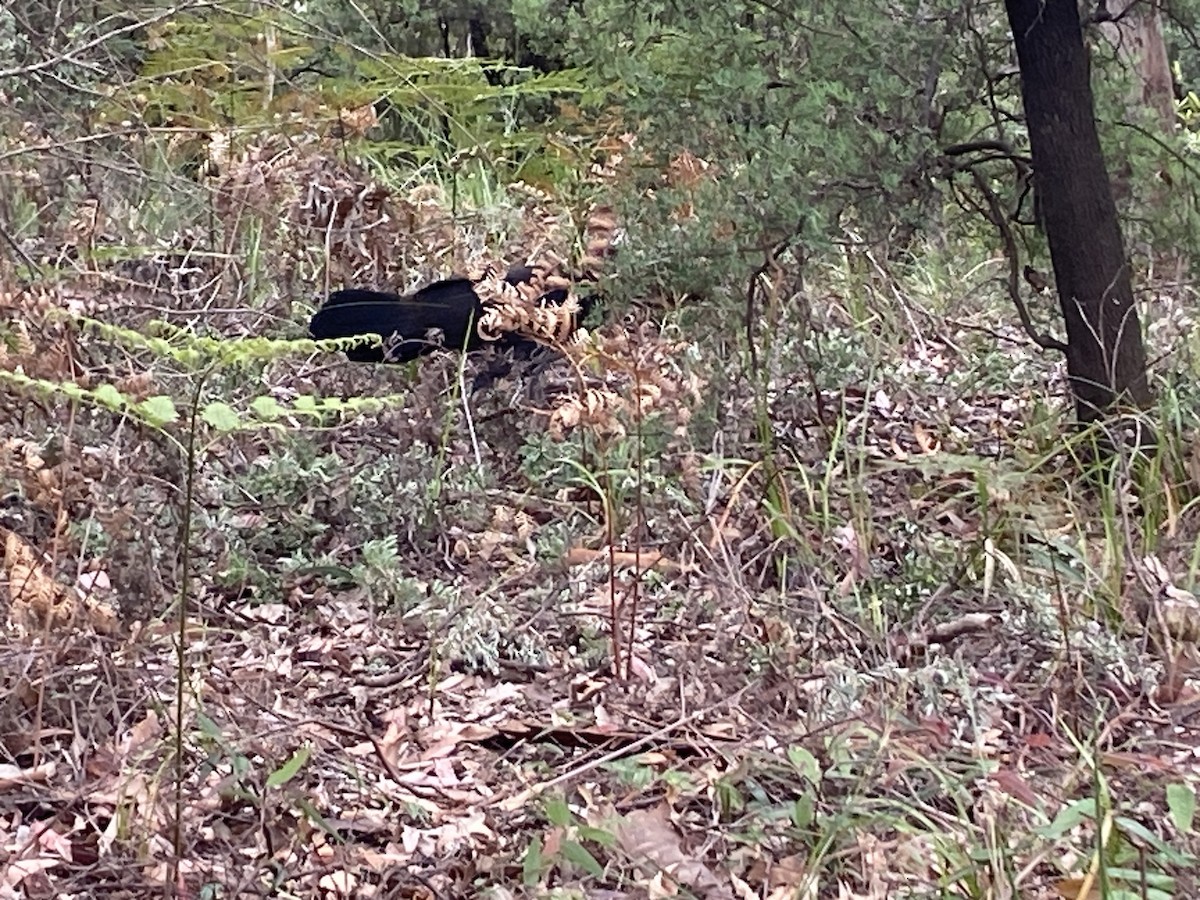 Talégalo Cabecirrojo - ML644255154