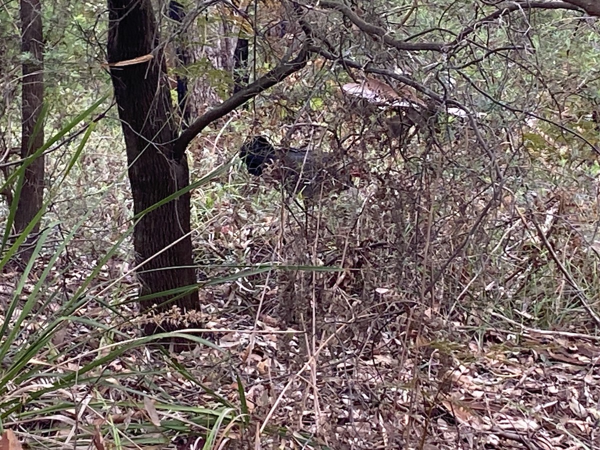 Talégalo Cabecirrojo - ML644255155