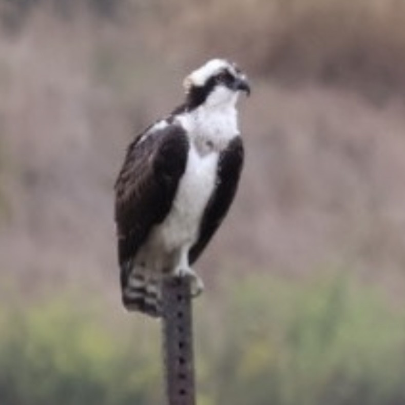 Osprey - ML644255156