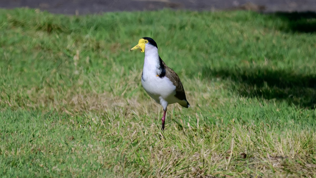 Masked Lapwing - ML644255160