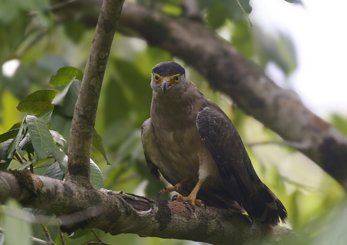 Serpentaire des Nicobar - ML644255173