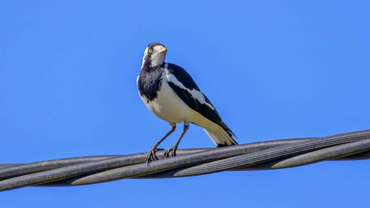 Magpie-lark - ML644255203