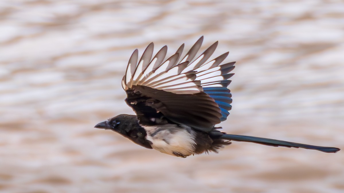 Black-rumped Magpie - ML644255207