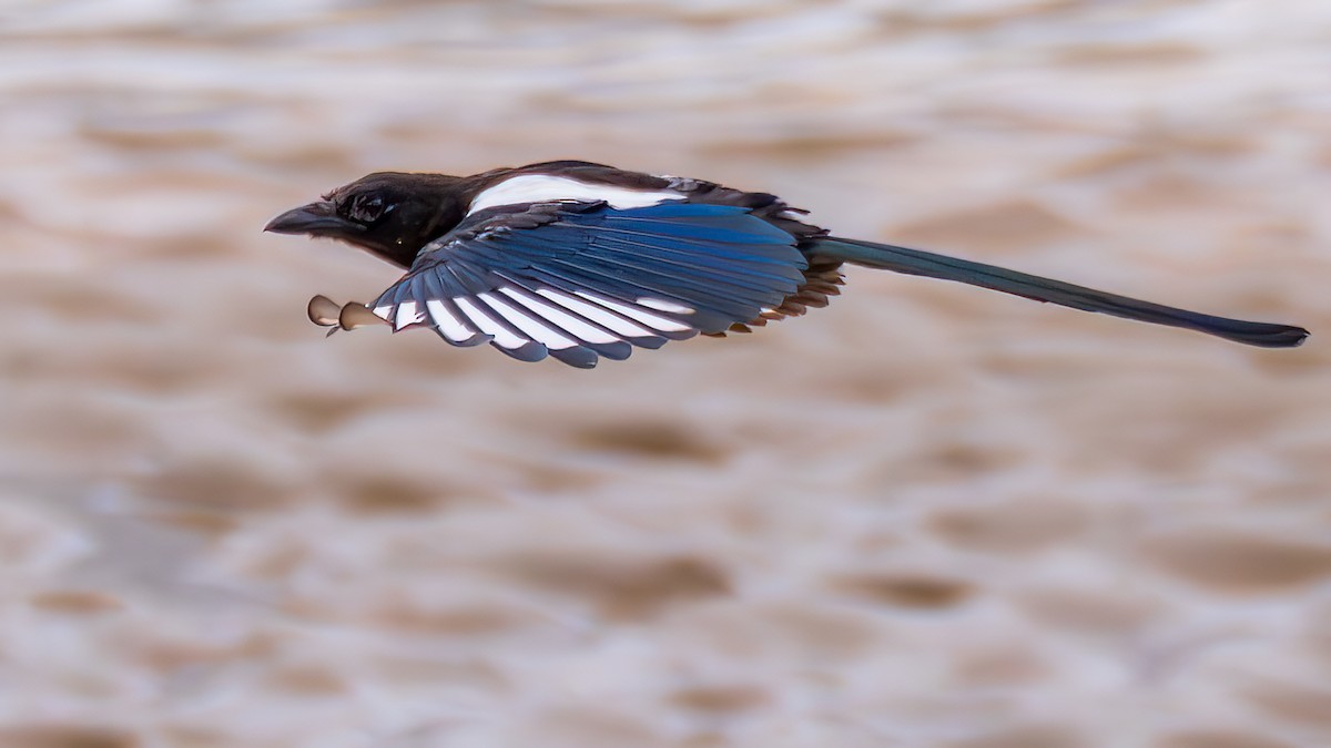 Black-rumped Magpie - ML644255208