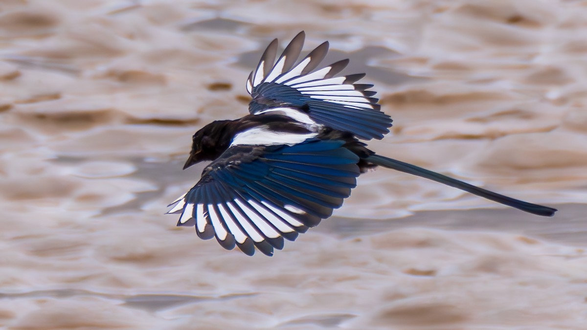 Black-rumped Magpie - ML644255209