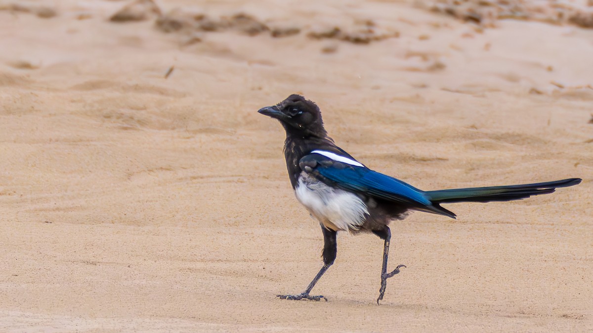 Black-rumped Magpie - ML644255210