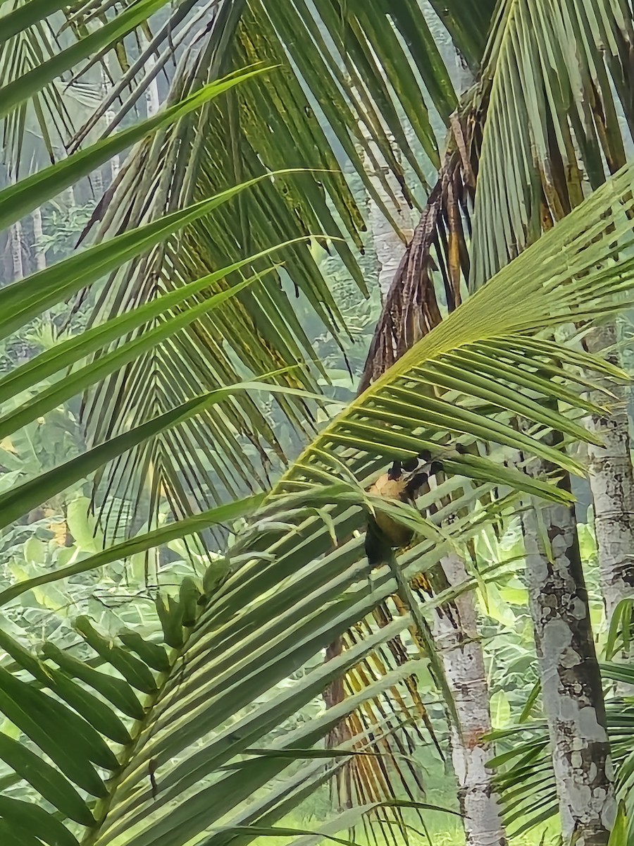 Kızıl Saksağan - ML644255219