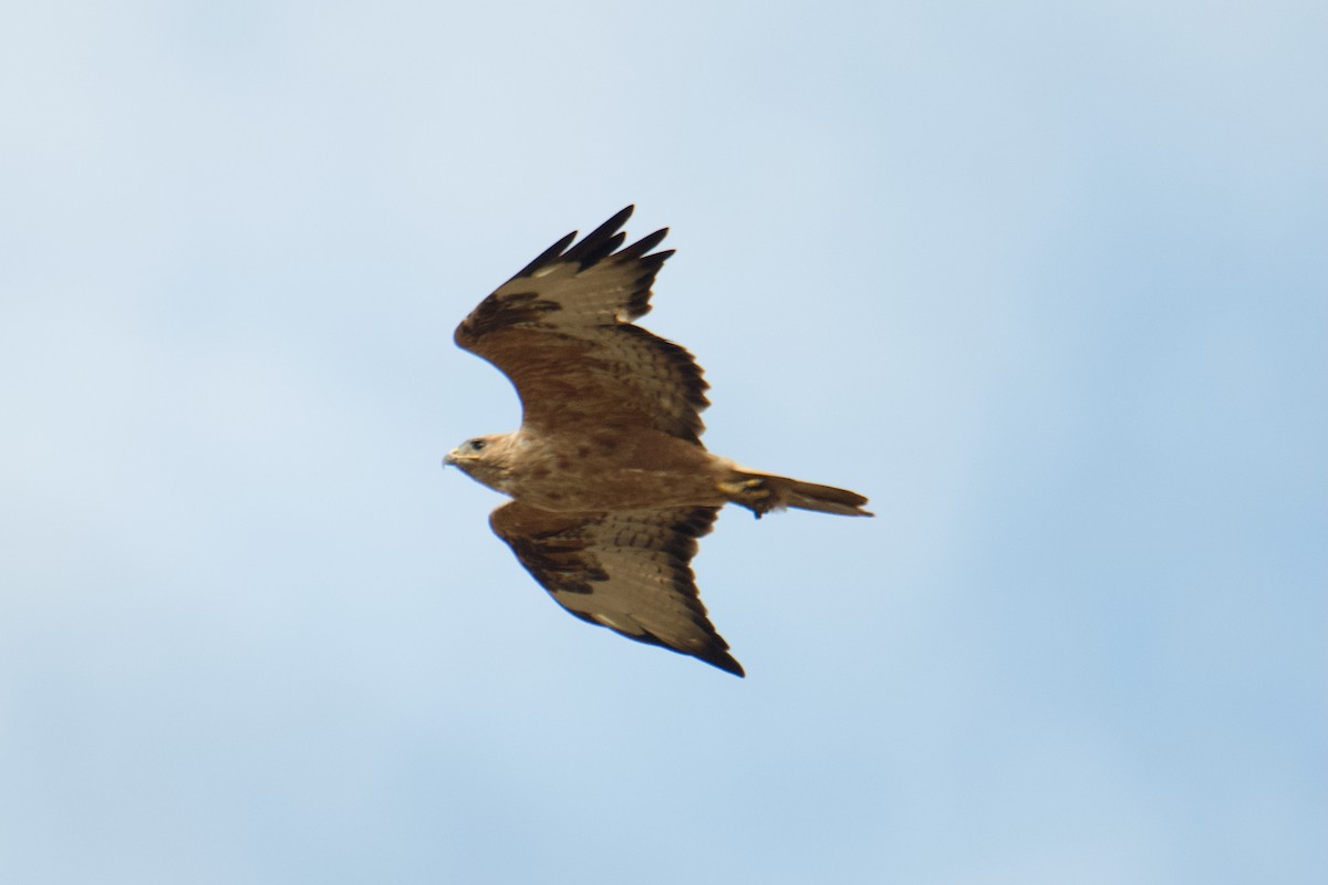 ニシオオノスリ - ML644255240