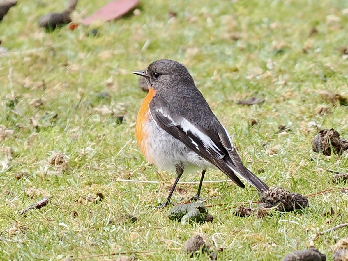 サンショクヒタキ - ML644255242