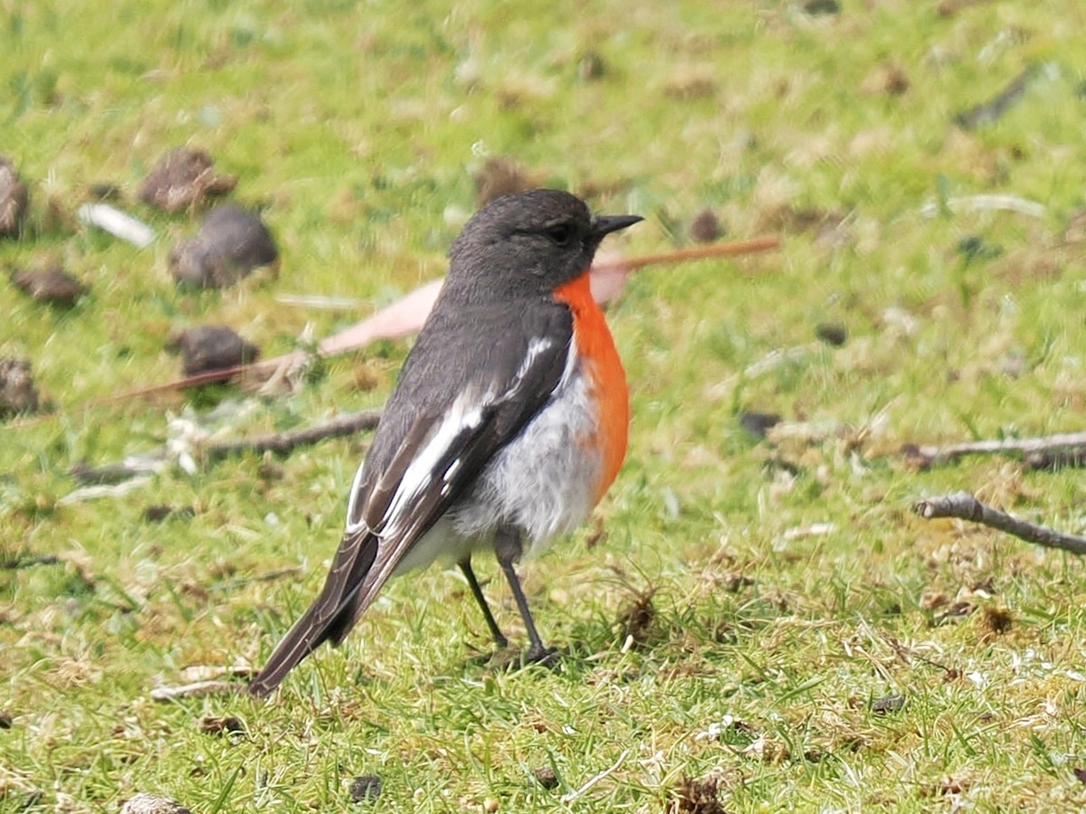 サンショクヒタキ - ML644255244