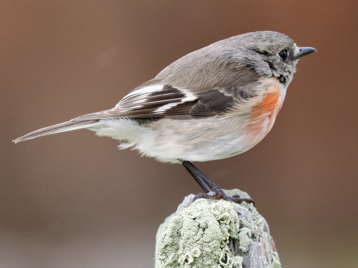 サンショクヒタキ - ML644255245