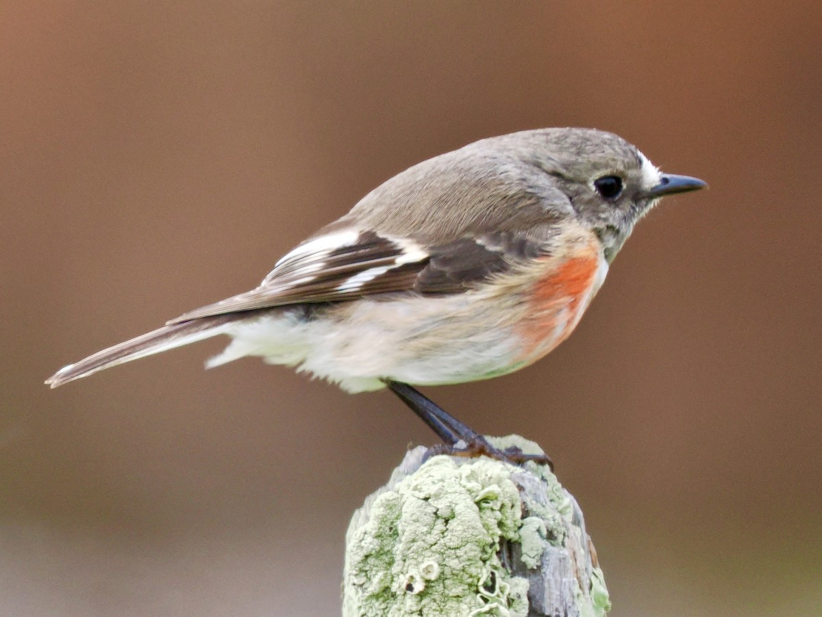 サンショクヒタキ - ML644255247