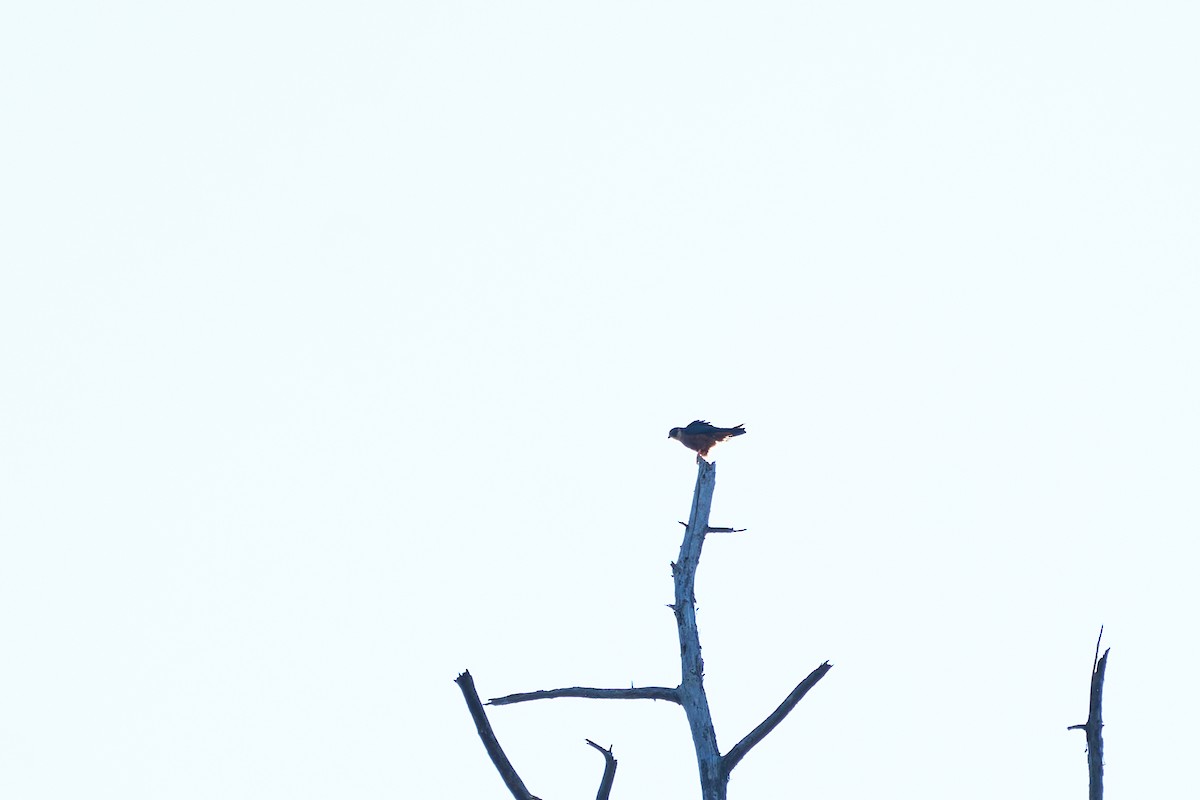 Asya Delice Doğanı - ML644255251