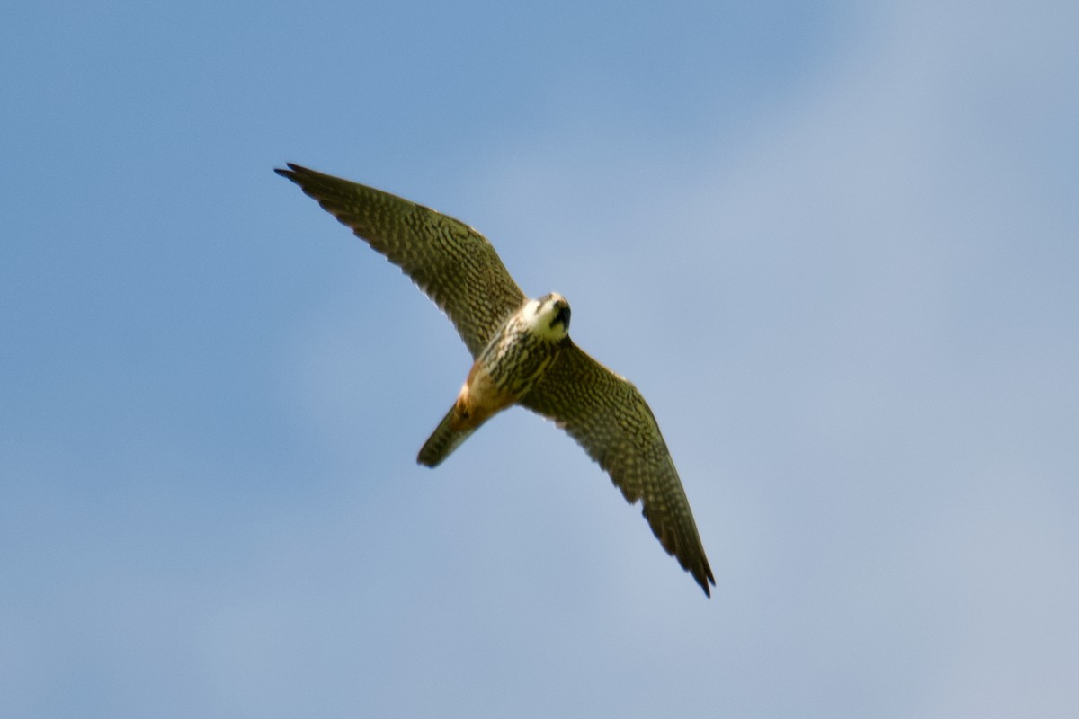 Eurasian Hobby - ML644255259