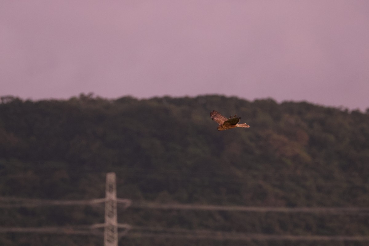 Eastern Marsh Harrier - ML644255270