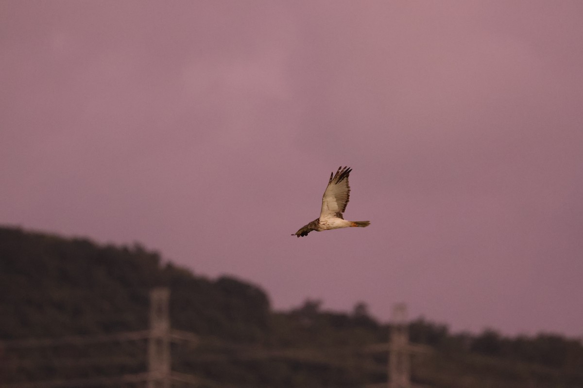 Eastern Marsh Harrier - ML644255271