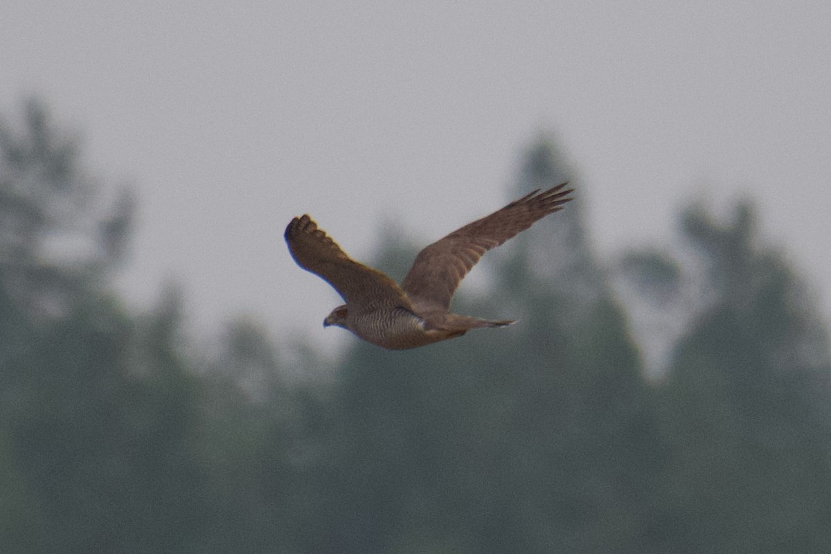 Үлэг харцага - ML644255283