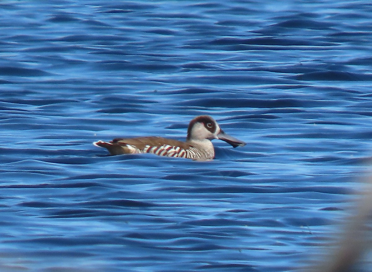 leppeand - ML644255290