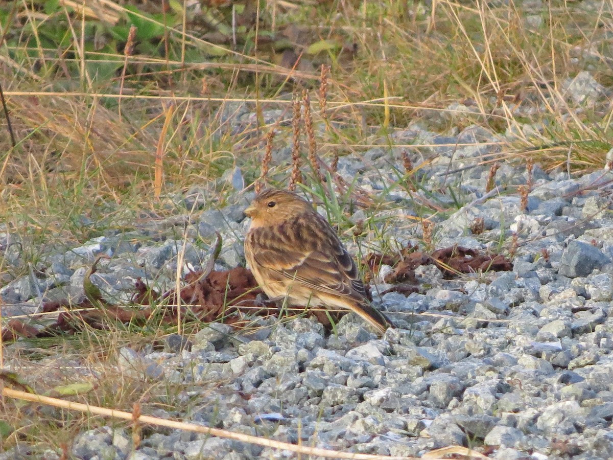 Twite - ML644255302