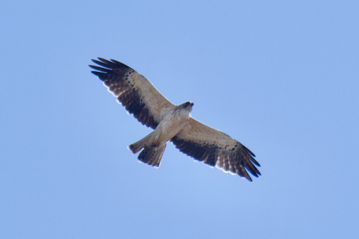 Booted Eagle - ML644255306