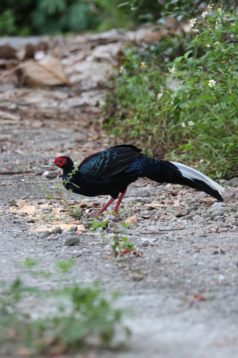 Faisan de Swinhoe - ML644255307