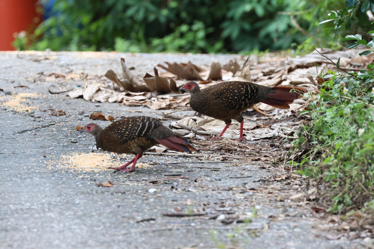 Faisan de Swinhoe - ML644255308