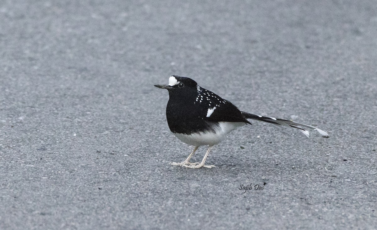 Spotted Forktail - ML644255309