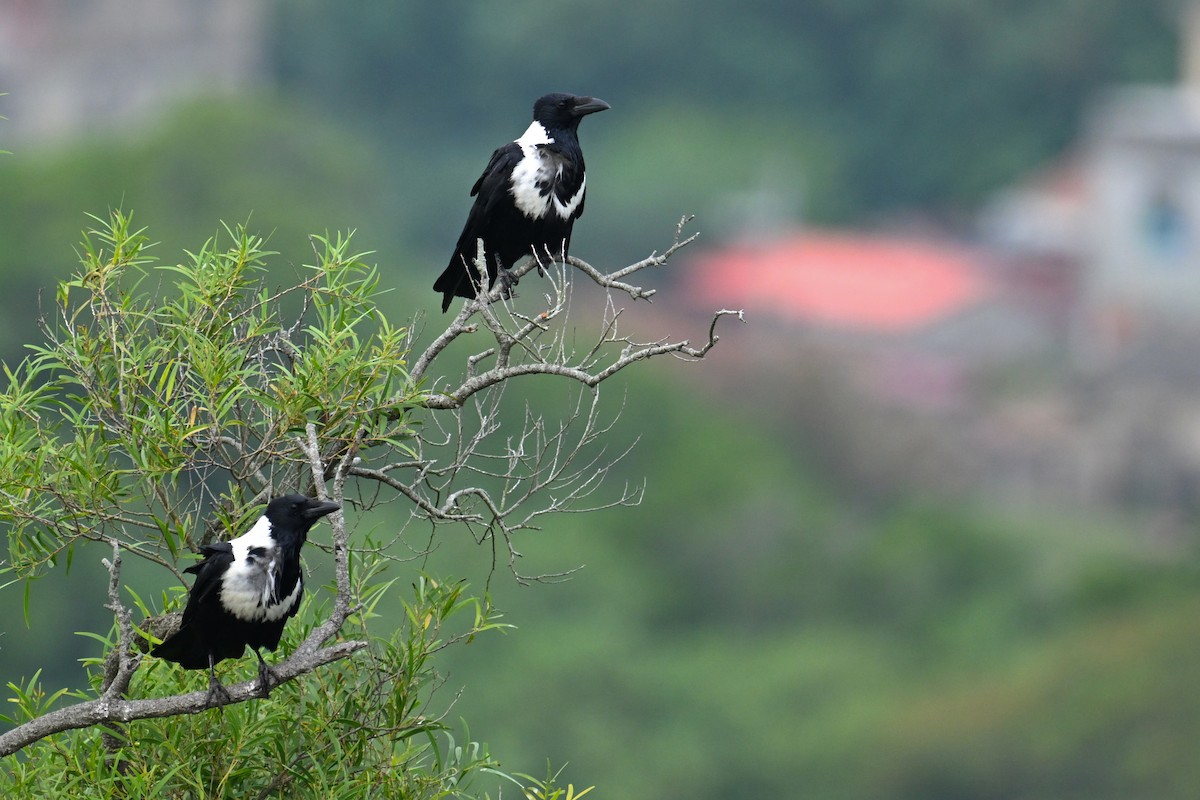 クビワガラス - ML644255312