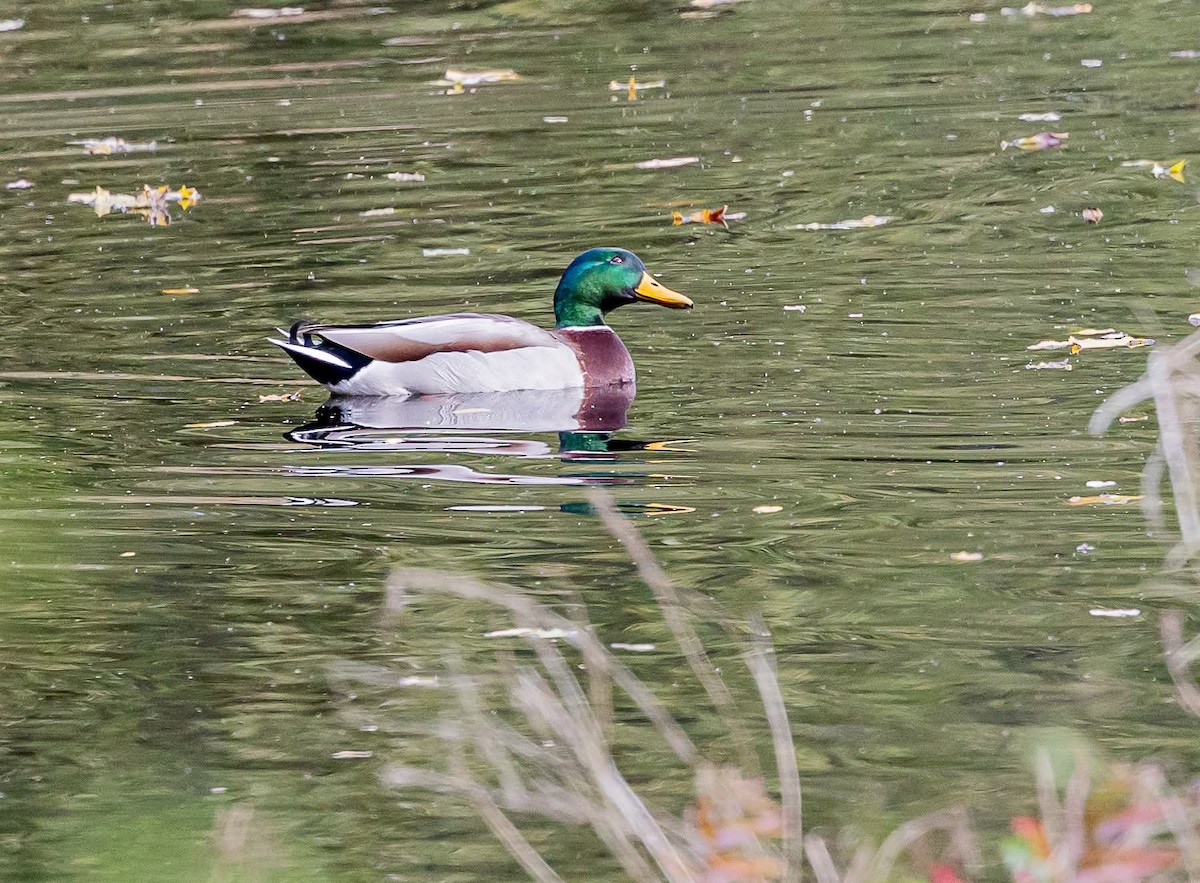 Mallard - ML644255313