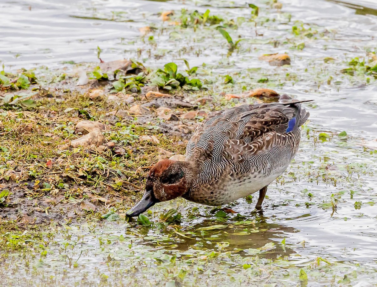 Green-winged Teal (Eurasian) - ML644255315