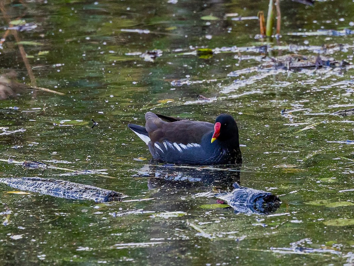 Eurasian Moorhen - ML644255319