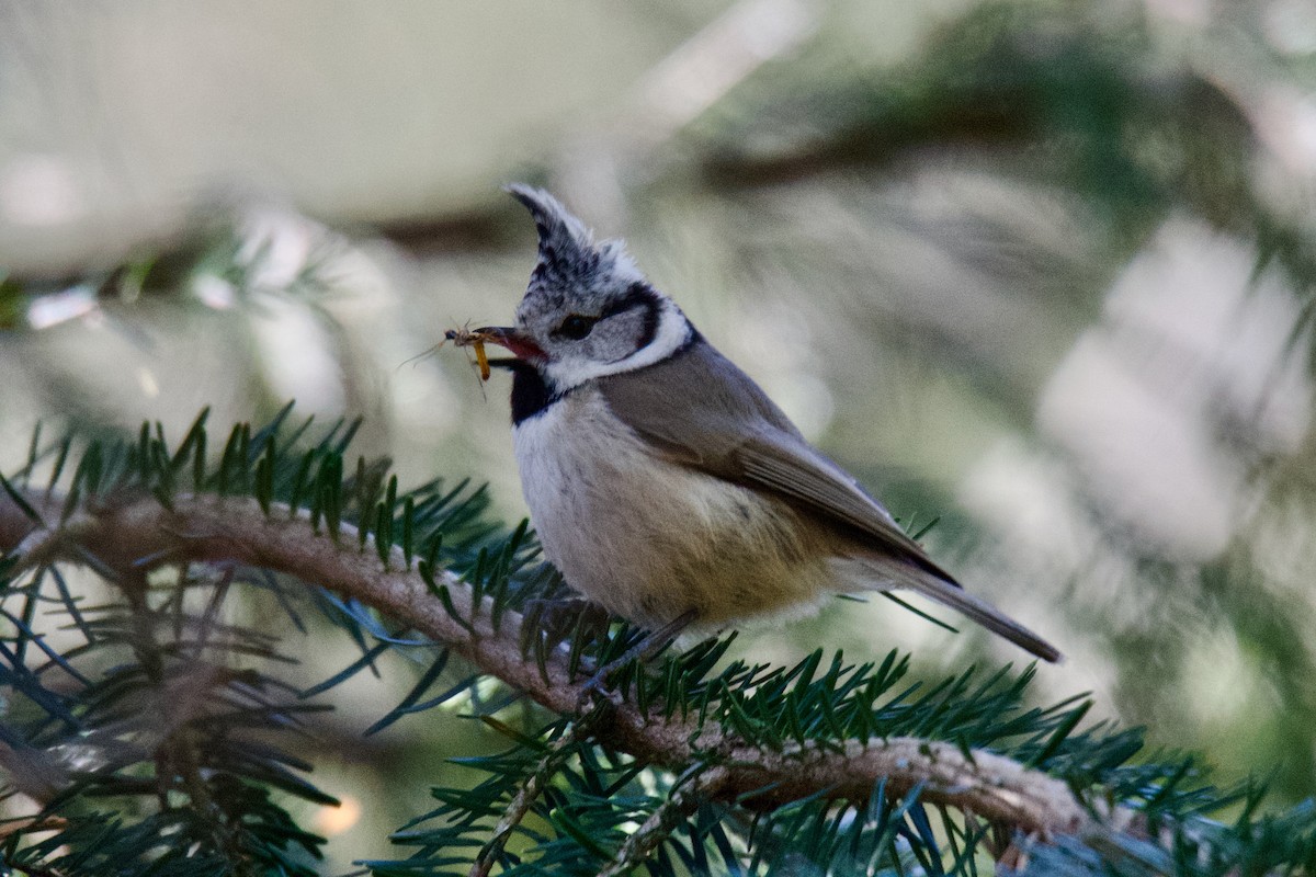 Crested Tit - ML644255320