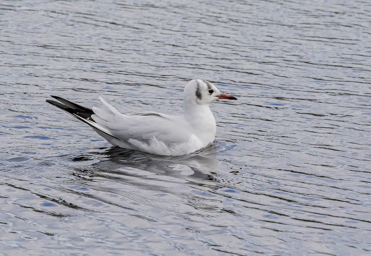 Black-headed Gull - ML644255323